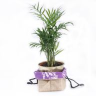 Lavendel Futter Mittel