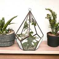 Glas/Metal Terrarium - Große Pyramide