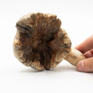 Handgefertigte Parasiten-Holzkunst-Schnitzerei - Ozeanischer Wächter-Oktopus