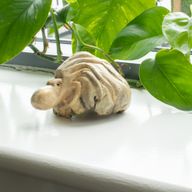 Handgefertigte Parasiten-Holzkunst-Schnitzerei - Ozeanischer Wächter-Oktopus