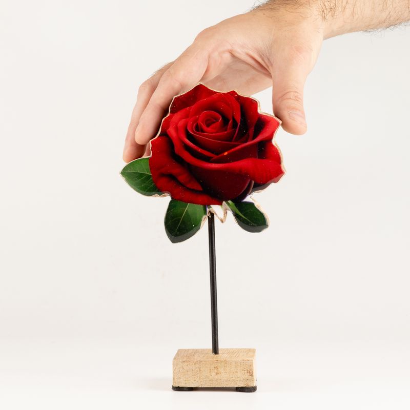 Holzpflanzen – Mittelgroße einzelne Rose