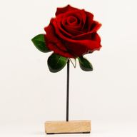 Pflanzen aus Holz – Große einzelne Rose