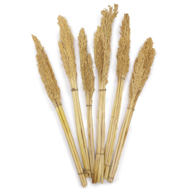 6x Bündel von Sorghum-Gras- natürlich