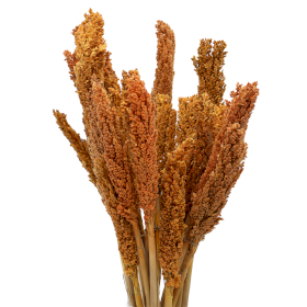 6x Bündel von Sorghum-Gras - Orange