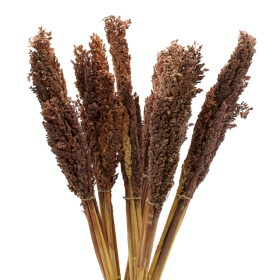 6x Bündel von Sorghum-Gras - Schokolade