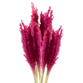 6x Bündel von Sorghum-Gras - Pink