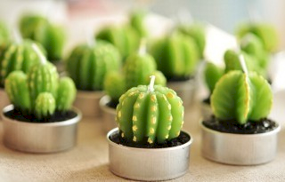Großhandel Kaktuskerzen